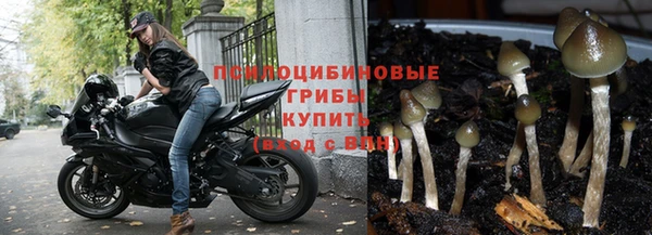 гашик Арсеньев